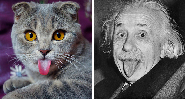 Einstein Kedi