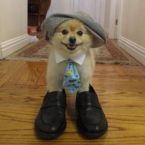 ayakkabı giyen köpek