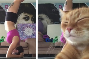 yoga videosunu bozan kedi