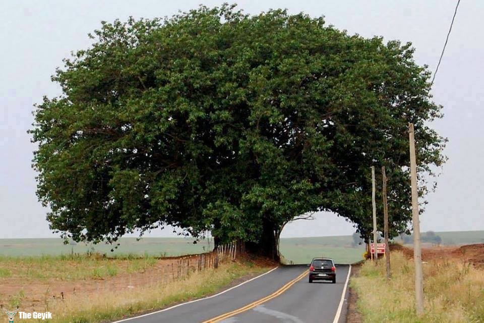 ağaç ve yol