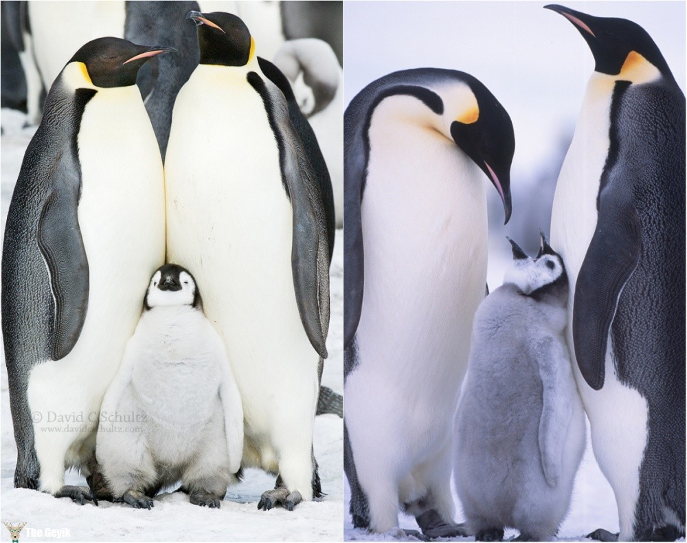 Где есть пингвины. Пингвин. Пингвин фото. Пингвины разных пород. Пингвины это ласточки.